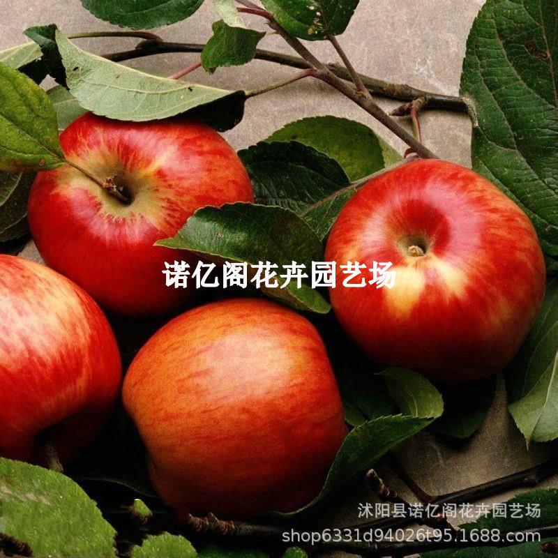 嫁接早熟秦阳苹果苗脆甜苹果树苗南北方种植耐寒地栽盆栽当年结果