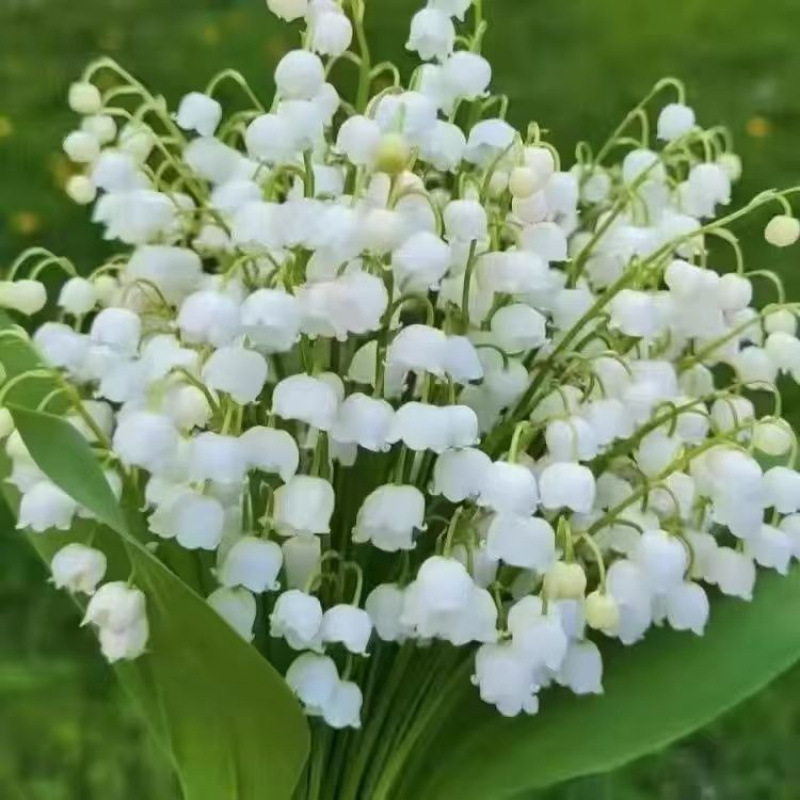 선택한【흰색】