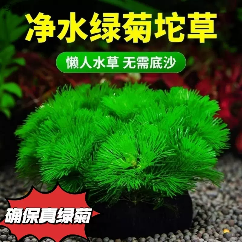 绿菊坨草增氧懒人球形水草一整套斗鱼鱼缸造景无需底砂净化水质