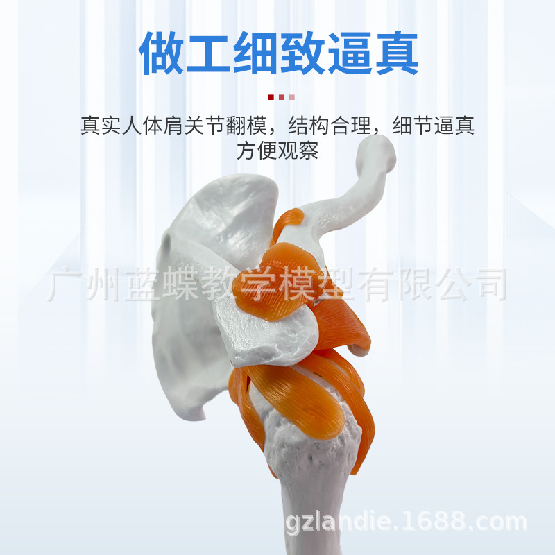 �����ͼ�ؽ�ģ�� �������ģ�� ��ؽڸ��ʹ�ģ�� ����ģ��