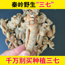 野生三七非云南文山三七头田七粉搭丹参当归