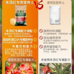 �N��피t���I�B������N�������������������Nֲ��