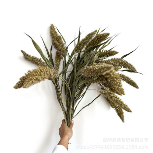 Bear Tail Dried Flowers