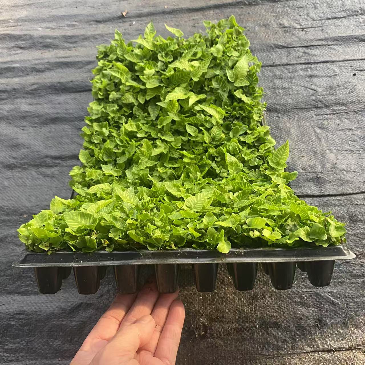 18c4dff3b44c5b55c2a104acc8eb05