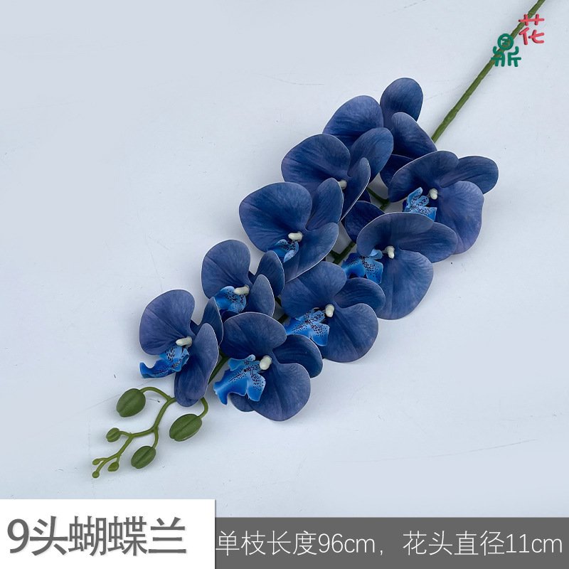 9 phalaenopsis GFG #48 다크 블루