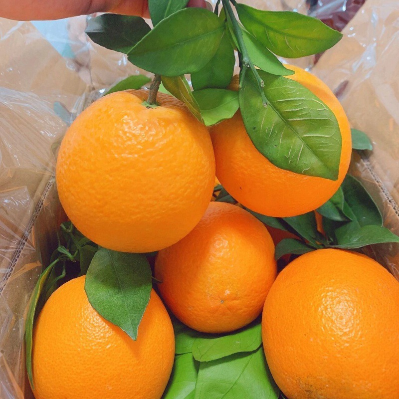 80mm(포함)-85mm(제외)-계절과일 여름오렌지 5kg 박스포함 [신규날짜++신제품출시]