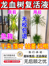 龙血树专用肥料龙须树烂根烂茎黄叶家用盆栽绿植营养液磷酸二氢钾