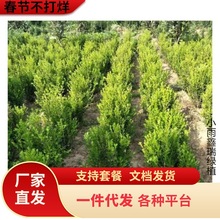 һlС~S窚USԸߗUSļ