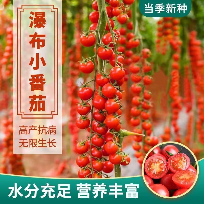 Waterfall Tomato seeds Cherry Tomato Millennium Virgin Fruit Seeds…