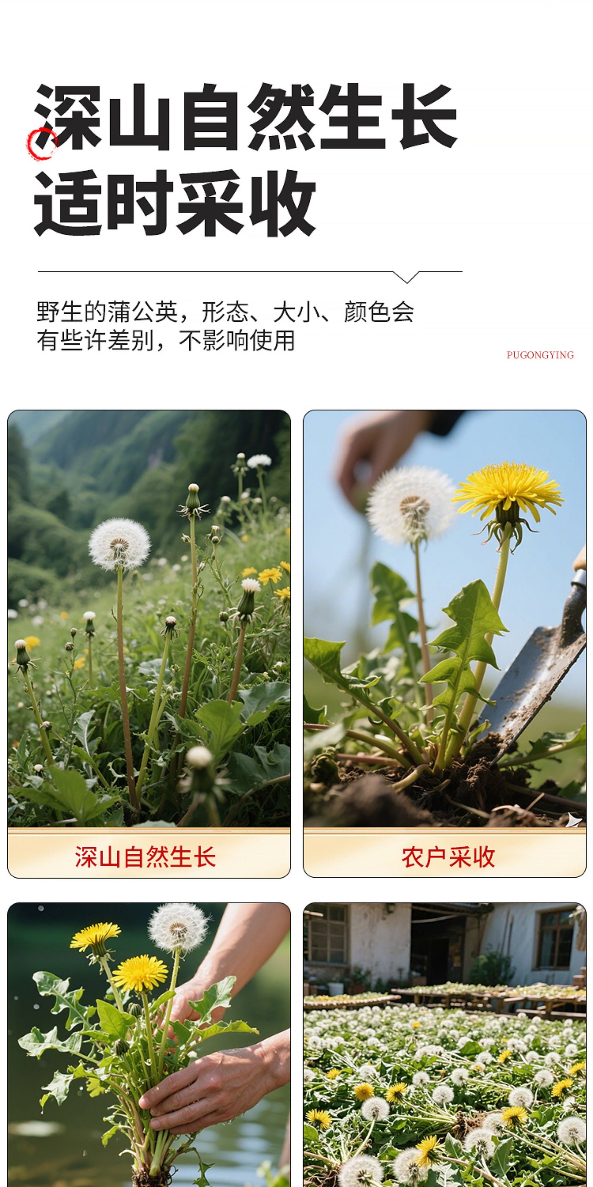 Dried Dandelion Whole Herb Pu Gong Ying 500g Wild Harvested Traditional Herbal Tea and Decoction Ingredient key features