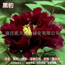 基地批发牡丹花苗洛阳观赏大花重瓣绿植物盆栽庭院栽阳台种植