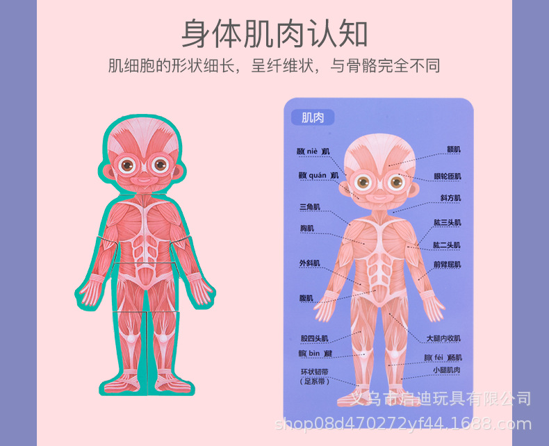 儿童益智跨境男女宝宝身体结构拼图1-6岁木质积木玩具拼装玩具爆详情17