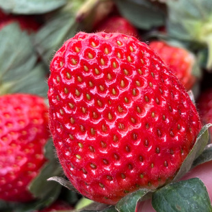 ���A�ϡ�ɽ�|���Ͳ�ݮ�д�� 230g~250g/��*3��