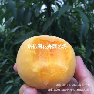 �޽ӽ�ʺ��S�Ҙ��������x�˱��Ǿ����S�����Ϸ������Nֲ����Y��