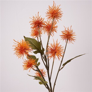 �������СҰâ�ɻ�ɫ�Gֲ����Ұ���Ҿ��b����ϻ��ѹ�Ӣ�������