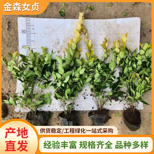 Kawakusa Ligustrum Seedlings, Green Belt Seedlings, Courtyard Hedges, City Decoration, Home Potted Green Plants, Ready-Made Wholesale