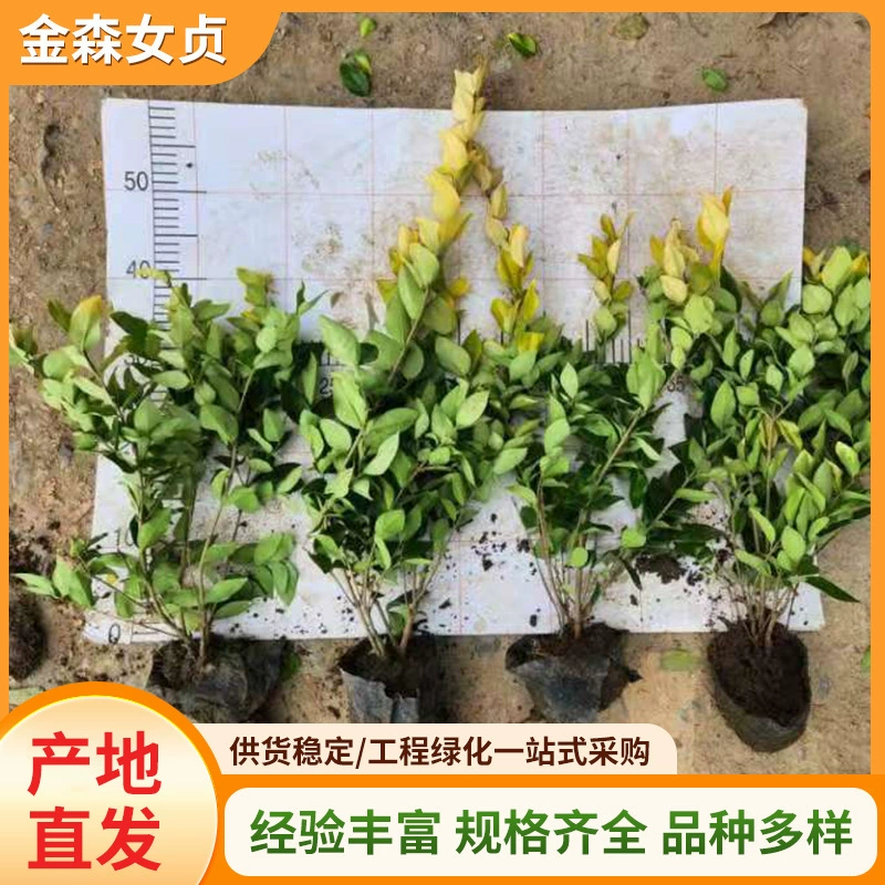 Саженцы лигустиума Кавакуса, саженцы зеленого пояса, живые изгороди для двора, украшение города, домашние зеленые растения в горшках, готовые оптовые поставки