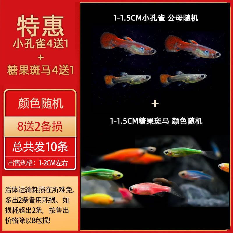 孔雀鱼热带鱼小型活体观赏鱼凤尾鱼冷水好养耐活耐养金鱼斑马活鱼|undefined