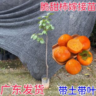 �V�|�����Ә���޽ӹ���������V�|�l؛�������~�Gֲ�̨ͥ�ϱ���