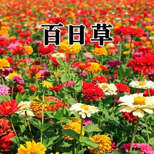 ���ղݻ��N�����߲��ذ���ղݻ��N���ļ��_�����վջ���ͥԺ����