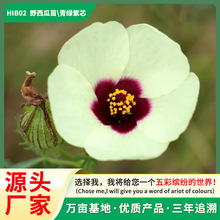 厂家直销野西瓜苗种子花卉种子稀有花种子大全家庭园艺花种子批发