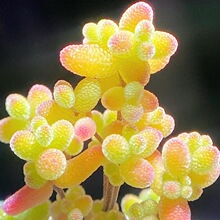 �������֦�ɷ����ǹ�����ֲ�������ʯ�������ֺ��B����С�Ϙ�