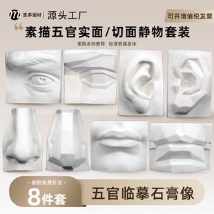 Plaster Statues of Facial Features, Plaster Geometry, Solid Surface, Sectional Sketch, Still Life Art Sketching Studio, Standard Art Special