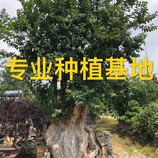 �������l������ޱ�� ��ޱ�䘶 ��ޱ�Ř� ��ޱ�辰�Ϙ� ��ޱ����