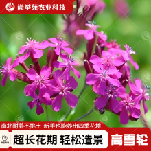 lѩNӻNļ_⻨ܷNӰѩ݆ݻNͺ