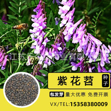 ���@�G�ʷN�ѹ��~�ϻ���N��ë���Ӽ����㶹�B����Դֲ�����ݲ���