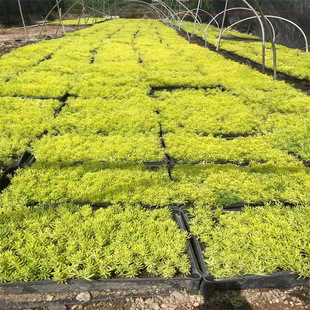 Buddha Grass, Golden Leaves, Green Leaves, Ground Cover, Landscaping Cup, Potted Plants, Roof Greening Project, Courtyard Lawn, Cold-Resistant and Heat-Resistant Plants