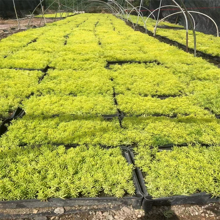 Буддийский жук, золотой лист, зеленый лист, наземная крышка, чашка для ландшафтного дизайна, крыша в горшках, проект озеленения, газона во дворе, морозостойкое и термостойкое растение.