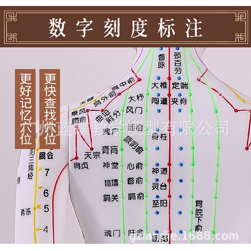 60CM��ɫ���Ѩλ����ģ�;���Ѩλģ��ͼȫ����ҽʮ������СƤ��