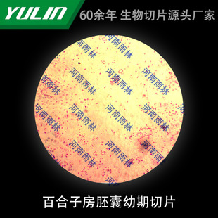 Lily Room Embryo Bag for Young Period Slicing Biological Microscope Specimen Animal and Plant Cell-mounted Observation Experimental University