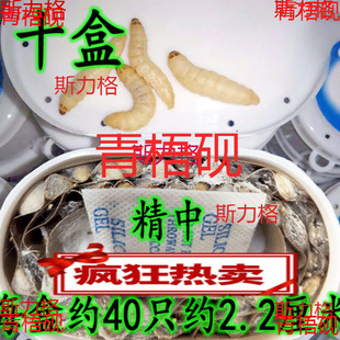 �������x�����x���x ���x �����x  �����B��ʳ�B��Ϟ�����x1