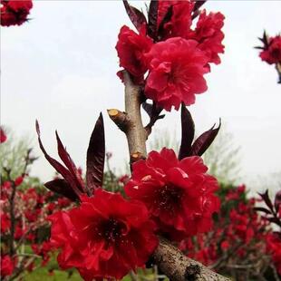 ���~�Ҙ���t�~�������~���һ�ͥԺ�^�p�е��L����G���绨��ֲ��