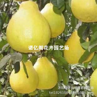 ���ڼ޽��ĵ�������h����������Ե��d��Ʒ�N��h�ĵ��ֹ�����