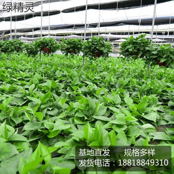 Green ivy potted plant indoor office hydroponic green plants purify…