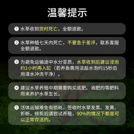 迷你九冠水草养鱼造景植物细叶铁大叶鱼缸新手懒人活体淡水榕阴性