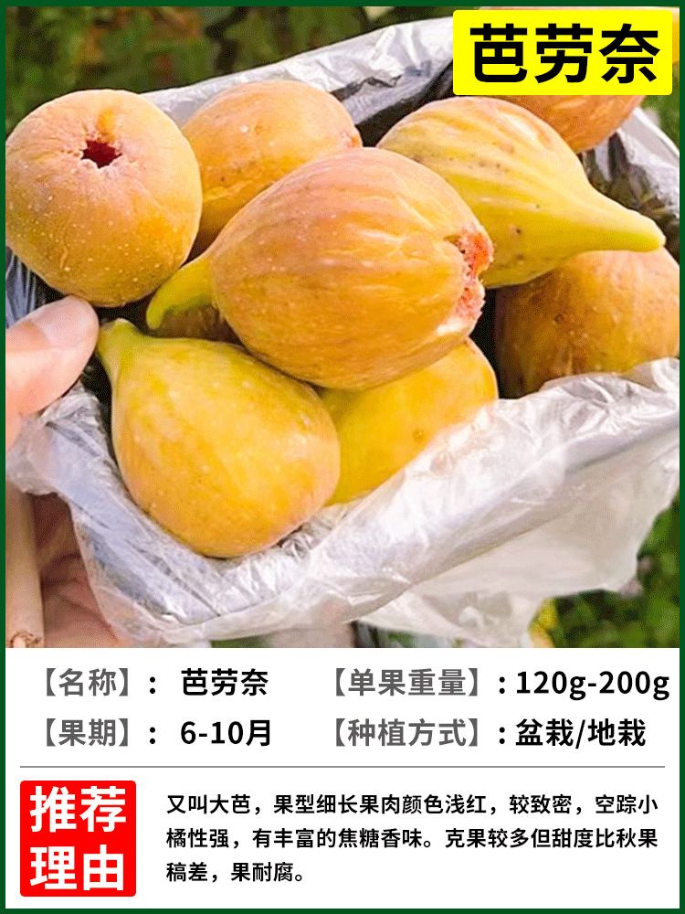 발라나이 6년근 모종 + 특수비료 [흙과 잎이 있는 나무 1그루]