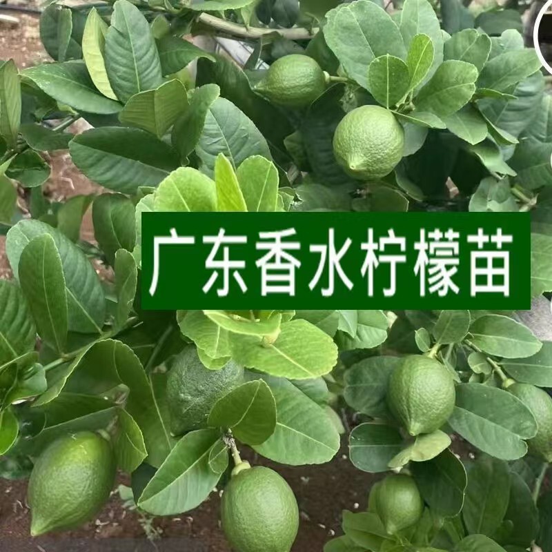 Wholesale Lemon Saplings Guangdong Seedless Perfume Lemon Saplings All Year Round Fruit Green Lemon Saplings Wholesale Milk Tea Shop Hot Sale