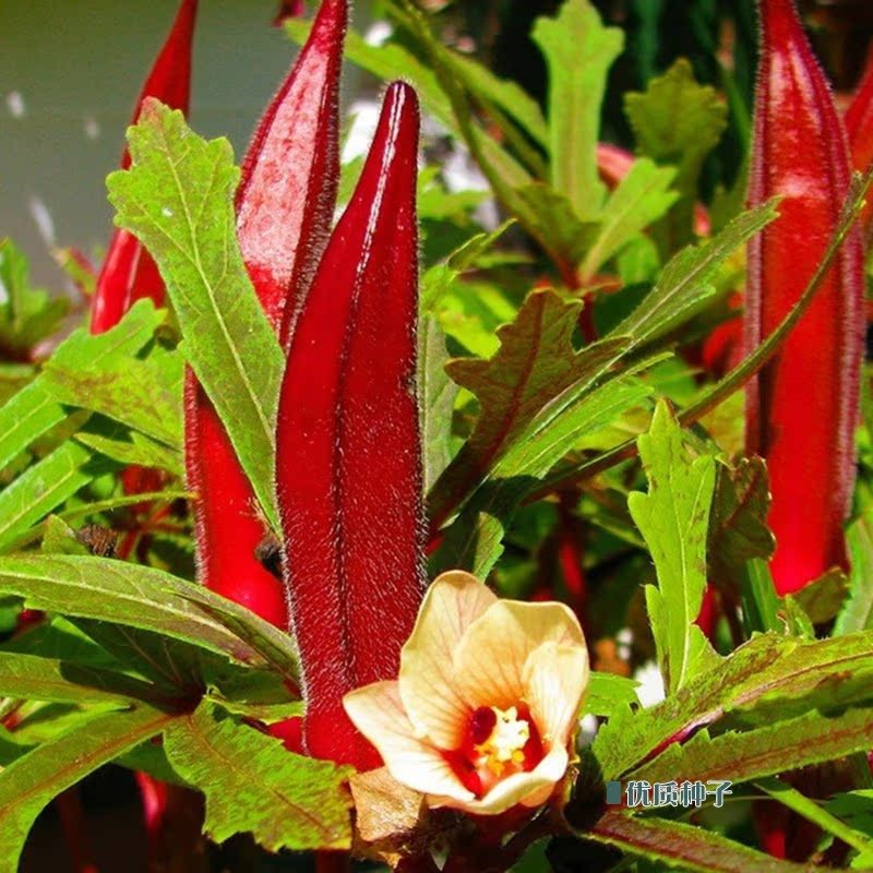红秋葵种子 农田菜园可盆栽五棱蒴果鲜美清香爽滑红秋葵蔬菜籽