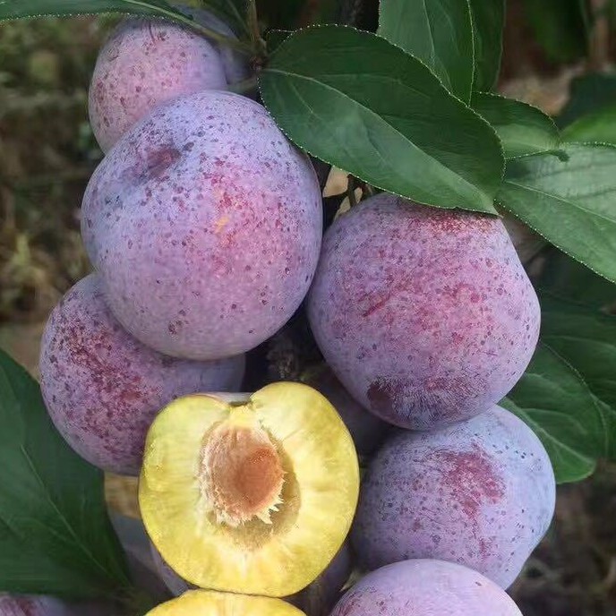 五月脆李苗 早熟一点红 凤凰李四川眉山嫁接脱骨脆李子结果树苗