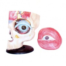 �О��t�� �ۿ������ܽ���ģ�������ҕ�񽛺ͼ���ģ��