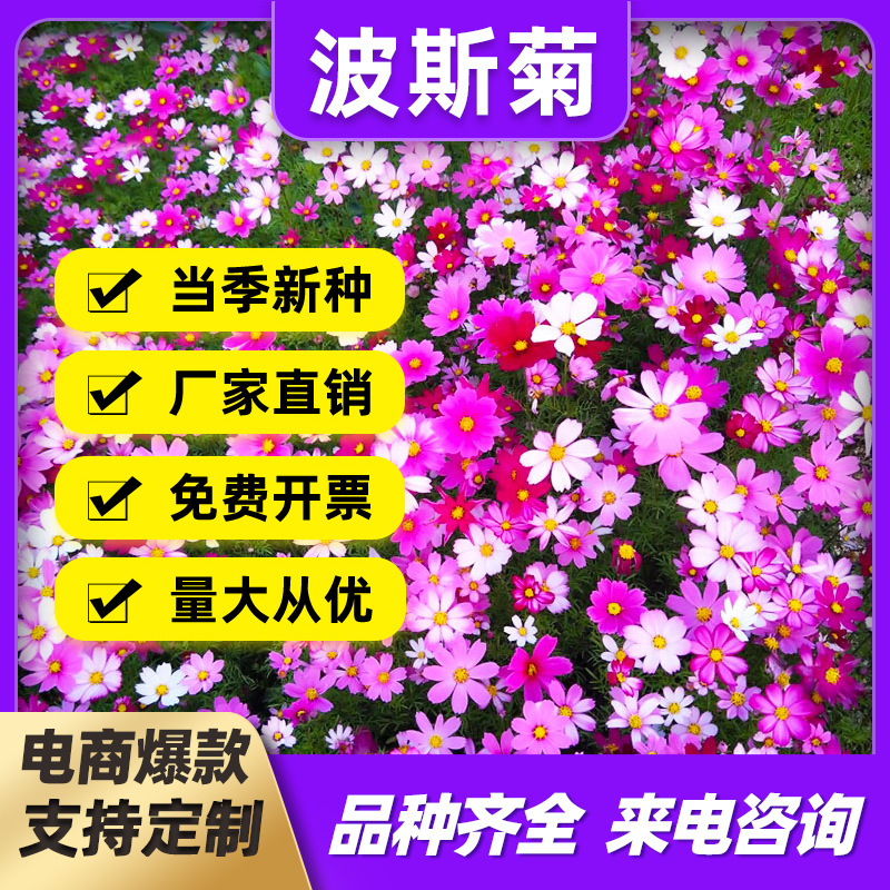 厂家批发波斯菊格桑花草花种子四季播种庭院花海美丽乡村种子