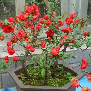 ���Ļ����Ԙ����辰�ذ��Ϙ�ͥԺ�Gֲ���҃��ļ������_�����B�׻�