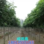 栾南黄山种植栾树行道树