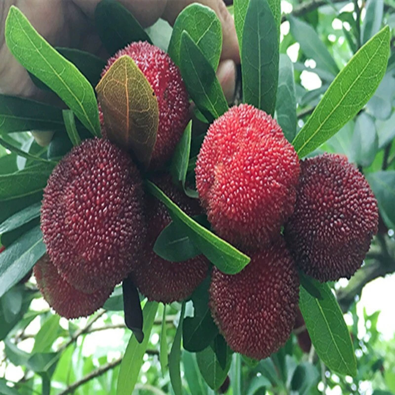 Dongkui Myrica Rubra Рассада Саженцы плодовых деревьев Аутентичная прививка Рассада Myrica Rubra Экстра Ранняя зрелость Результаты года посадки на юге и севере