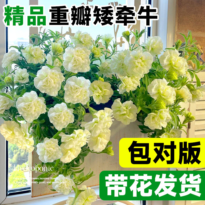 重瓣矮牵牛花苗盆栽带花伊丽莎白苏糖泡泡垂吊花卉四季开花绿植物