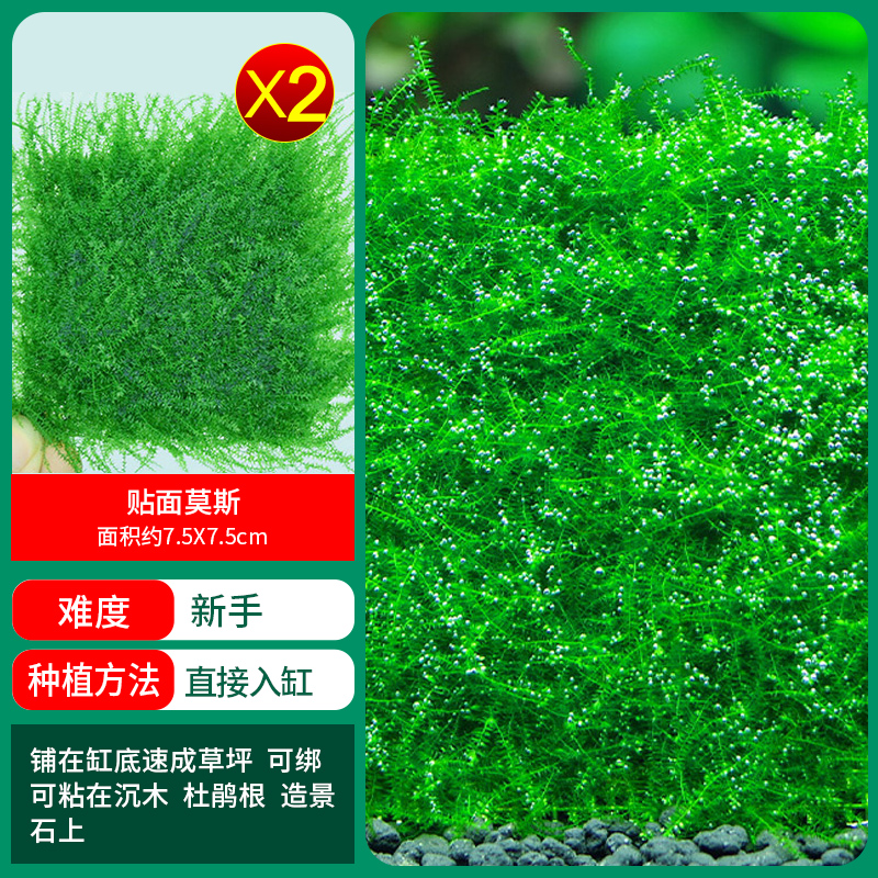 베니어 모스 1샷 2 구매